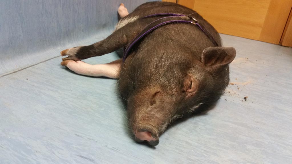 Espiga en cerdo vietnamita