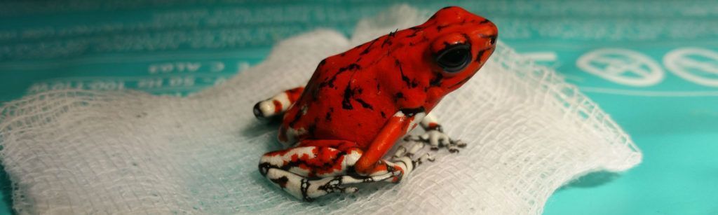Extracción de parásito cutáneo en una Rana arlequín venenosa (Oophaga histrionica)
