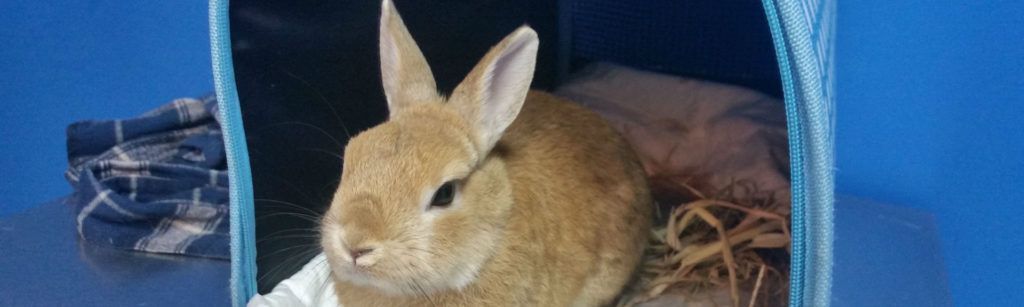 Normas y requisitos para viajar con animales