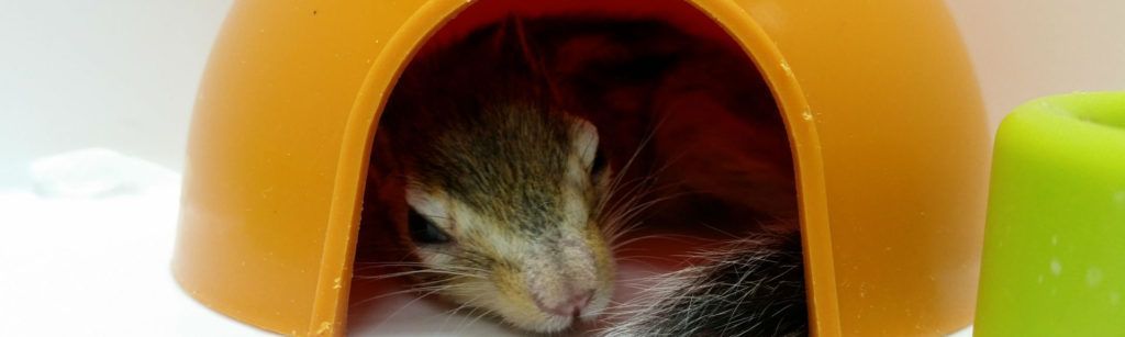 Por qué en Animales Exóticos 24h apoyamos la adopción