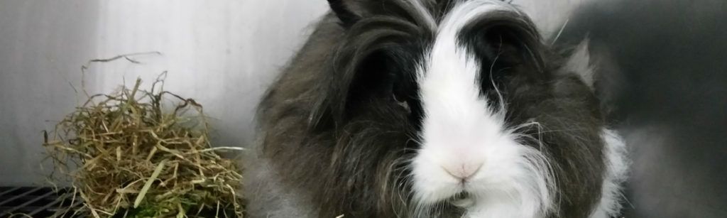 Cómo y qué dar de comer a un conejo