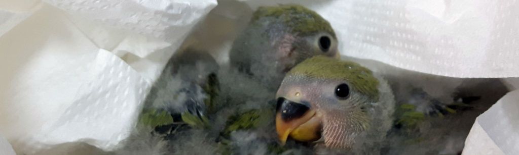 7 Trucos para elegir el nombre de un animal