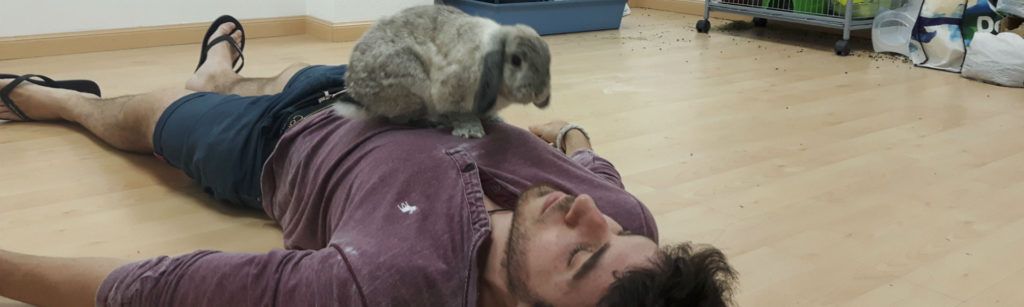 Cómo cuidar un conejo en casa