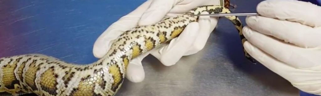 Cómo identificar el sexo de tu serpiente