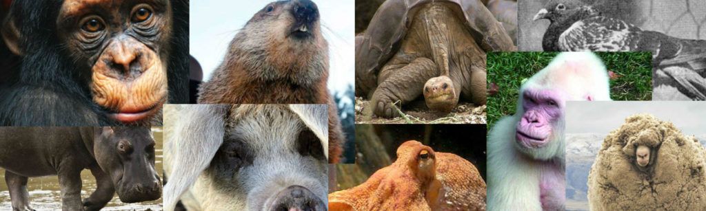 Los animales exóticos que han sido famosos