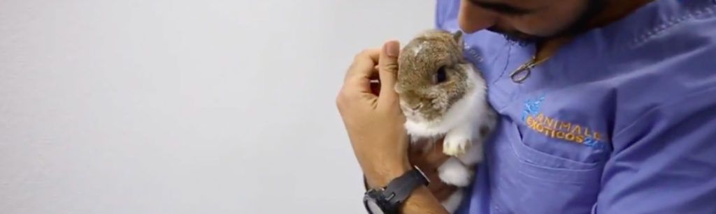 Adopta un conejo