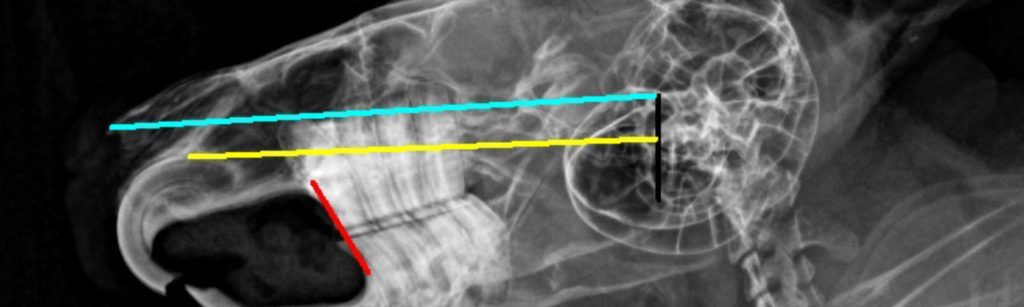 Todo lo que debes saber sobre la salud dental en animales