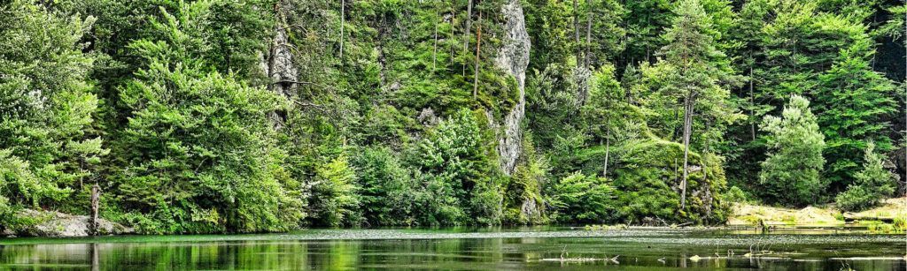 ¡Feliz Día Internacional de los Bosques!
