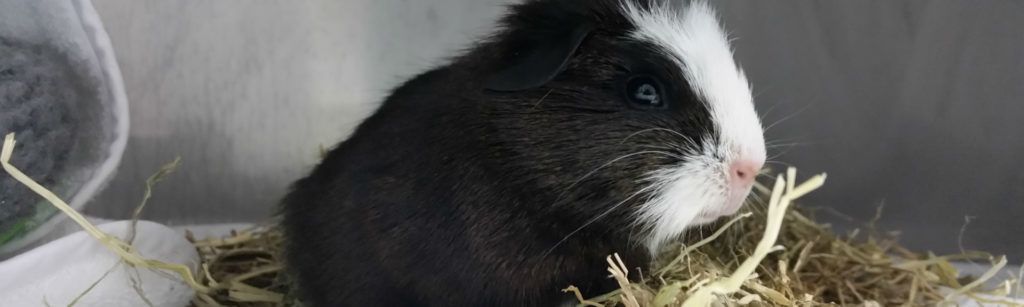 Cómo cuidar de una cobaya: Guía + Vídeos