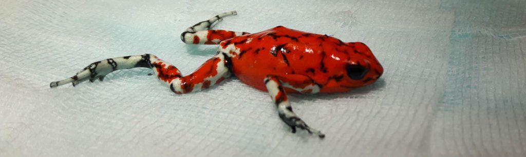 ¿Conoces todo sobre las ranas?