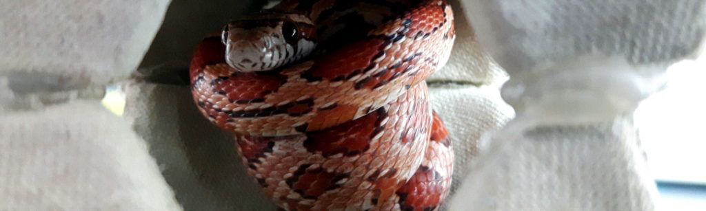 ¿Qué debes saber sobre el cambio de piel en los reptiles?