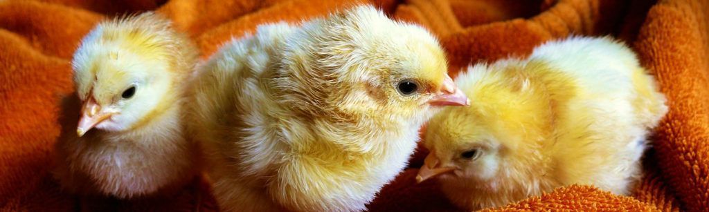 ¿Qué debes hacer si encuentras un pollo en el suelo?