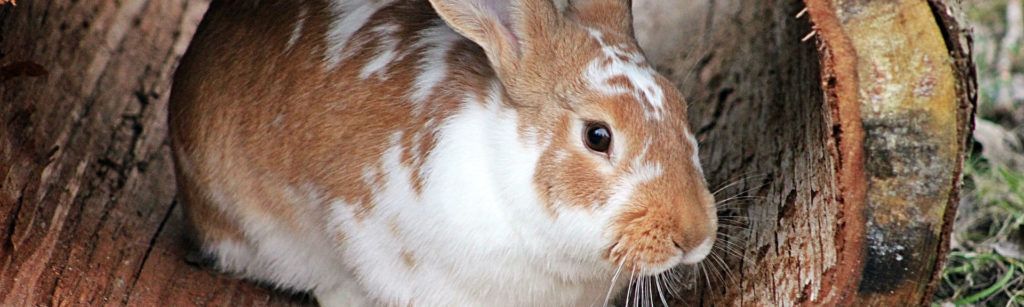Cómo afecta el calor a los animales