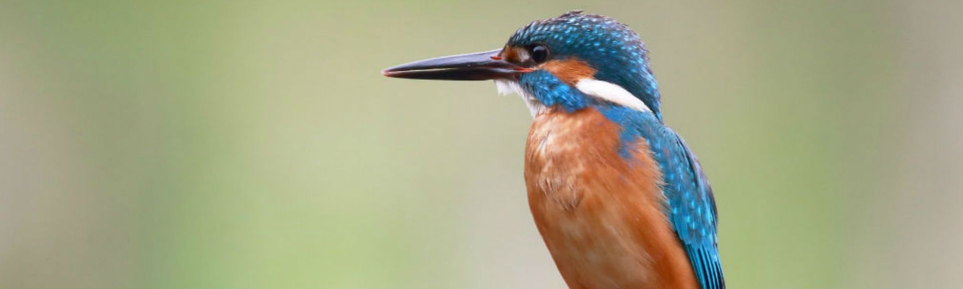 Cómo actuar ante una urgencia con un pájaro