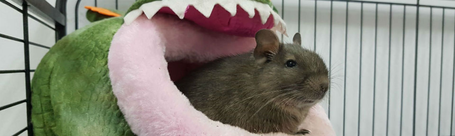 Recomendaciones para proteger a tu mascota del frío