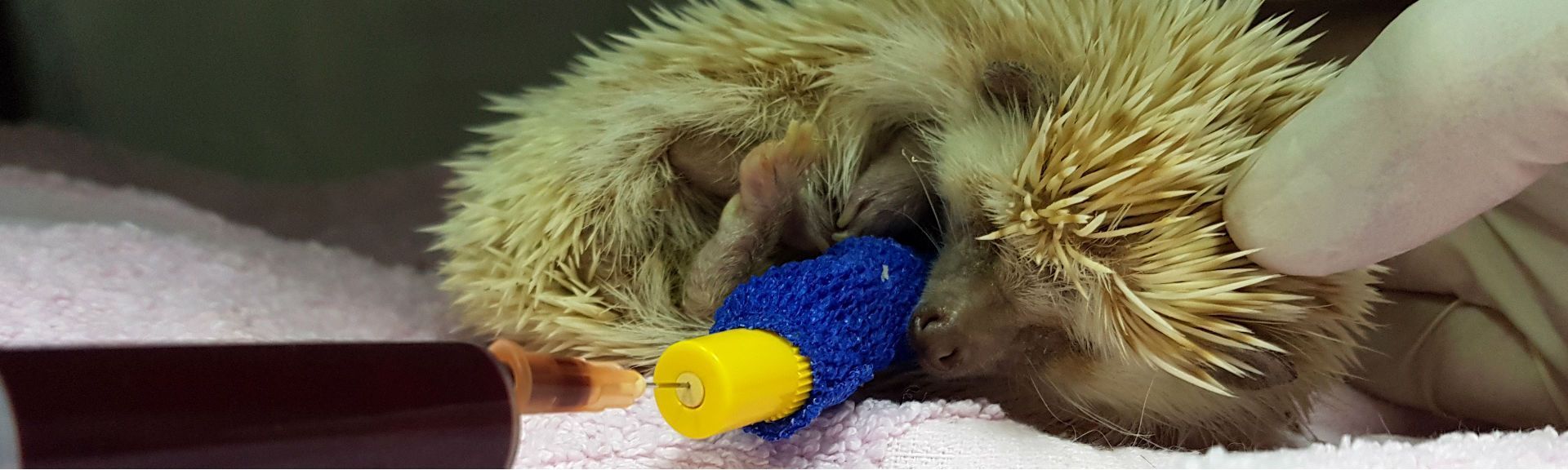 ¿Puede la oncología veterinaria ayudar a combatir el cáncer en humanos?
