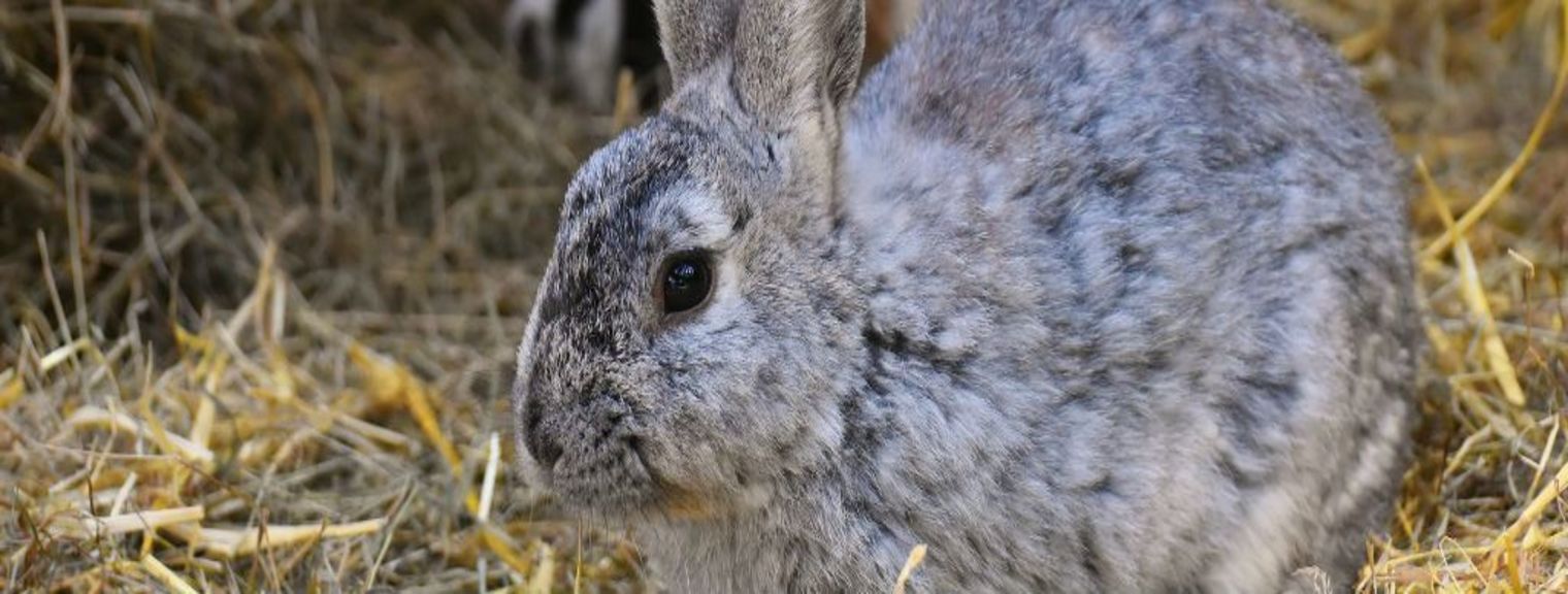 Cómo cuidar los dientes de los roedores y lagomorfos