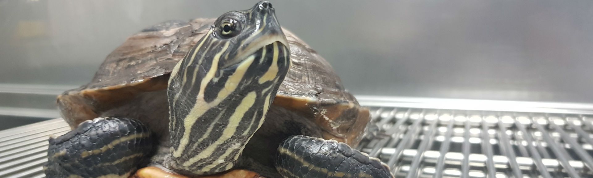 Día Internacional de las Tortugas