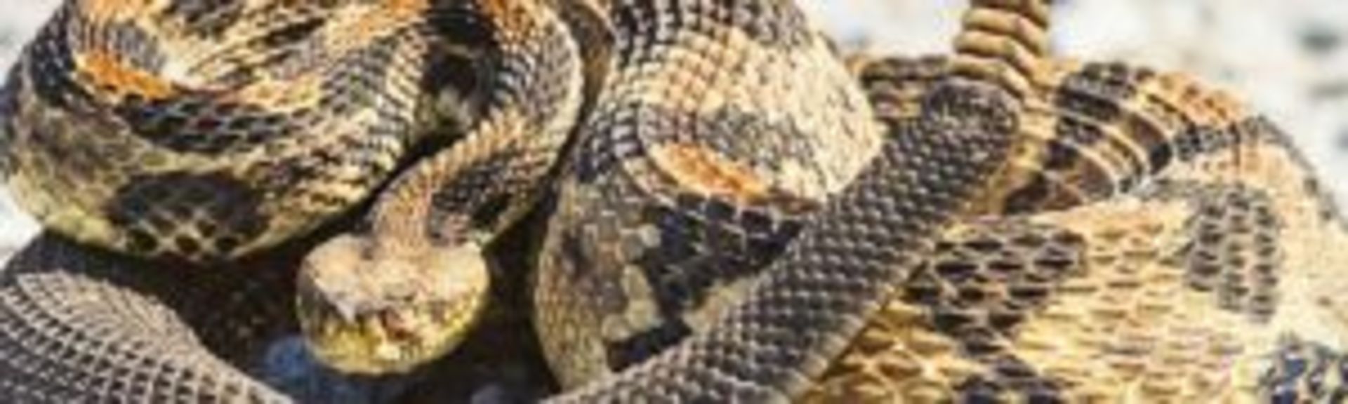 8 Animales que te van a sorprender por su peligro potencial