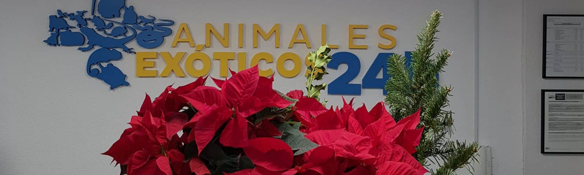 ¡Felices fiestas desde Animales Exóticos 24h!