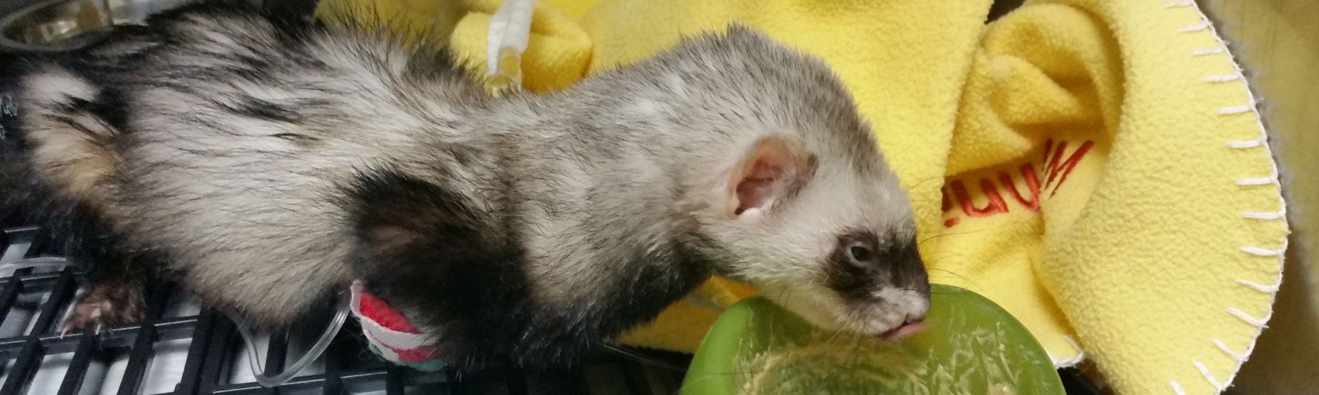 Detectado primer caso de leishmaniosis en hurones domésticos