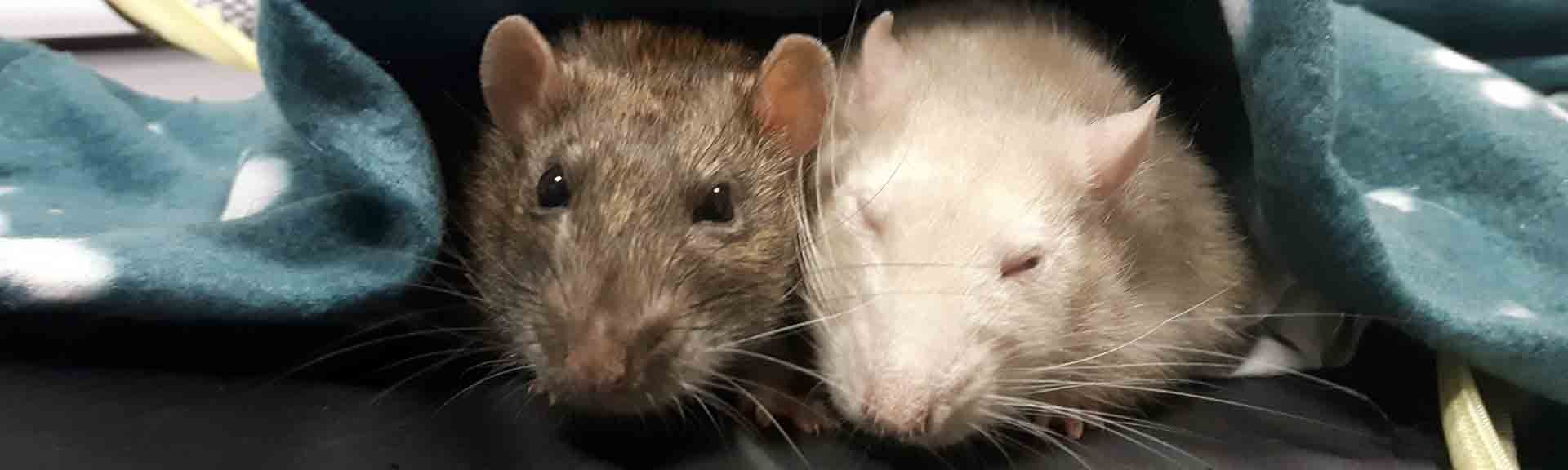 Adoptar una mascota adulta puede cambiarte la vida