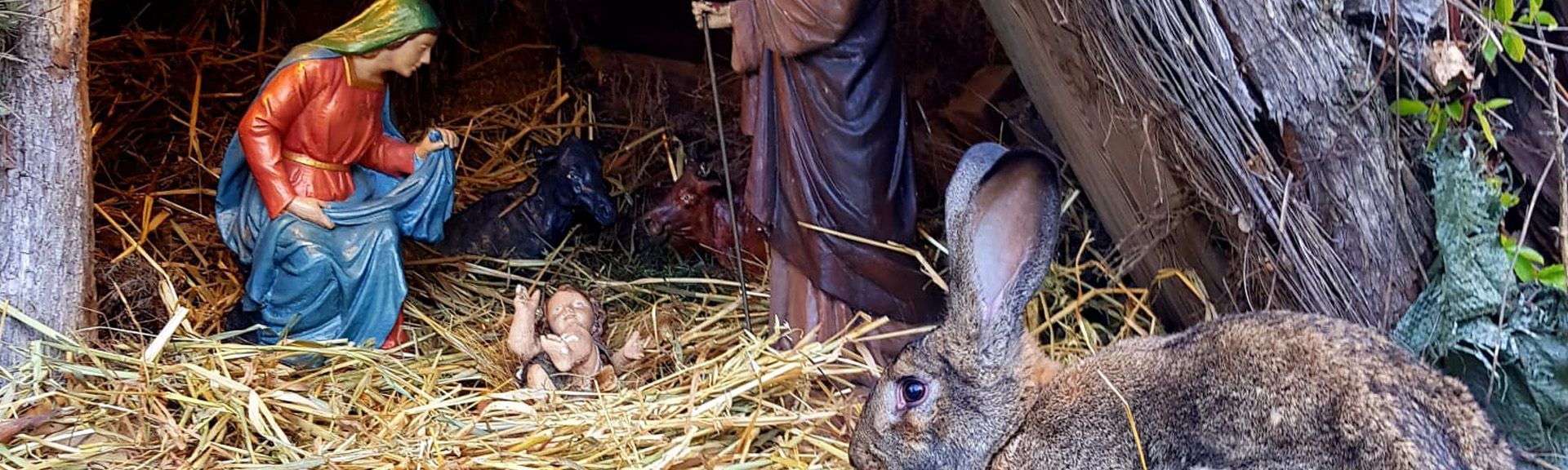 En Animales Exóticos 24h celebramos Navidad con todos vosotros