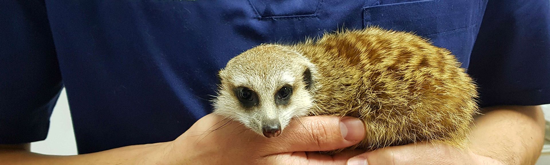 Dieta recomendada para suricata en cautividad