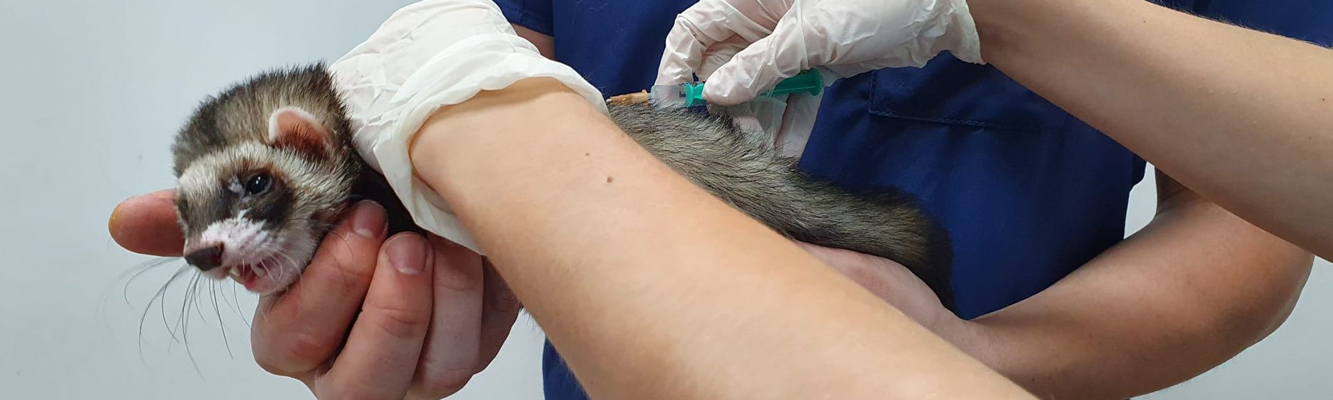 Rusia lanza una vacuna anti COVID-19 para los animales