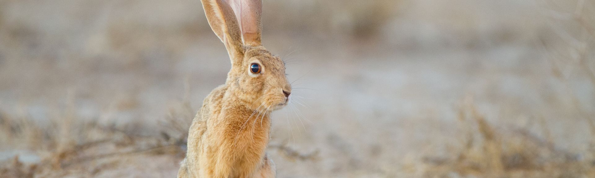 La enfermedad hemorrágica vírica del conejo hace saltar las alarmas en España