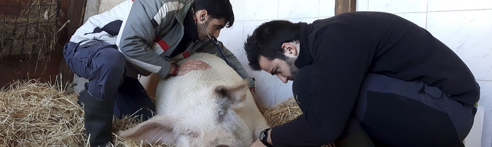¿Qué son los santuarios y qué labor tienen dentro del mundo veterinario?