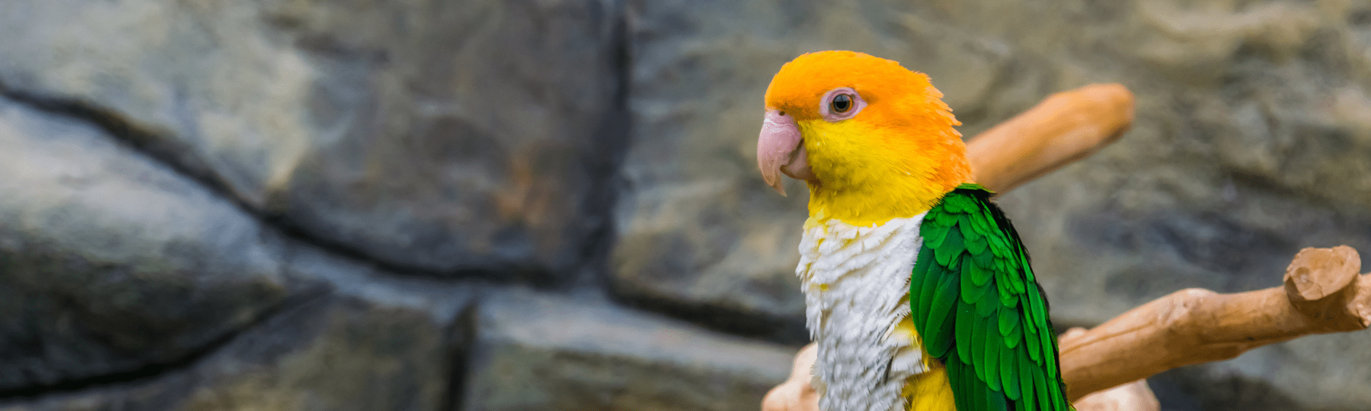 7 preguntas sobre los loros caique
