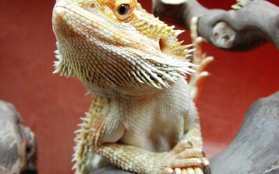 Dragón barbudo (Pogona vitticeps): cuidados, alimentación, terrario y salud