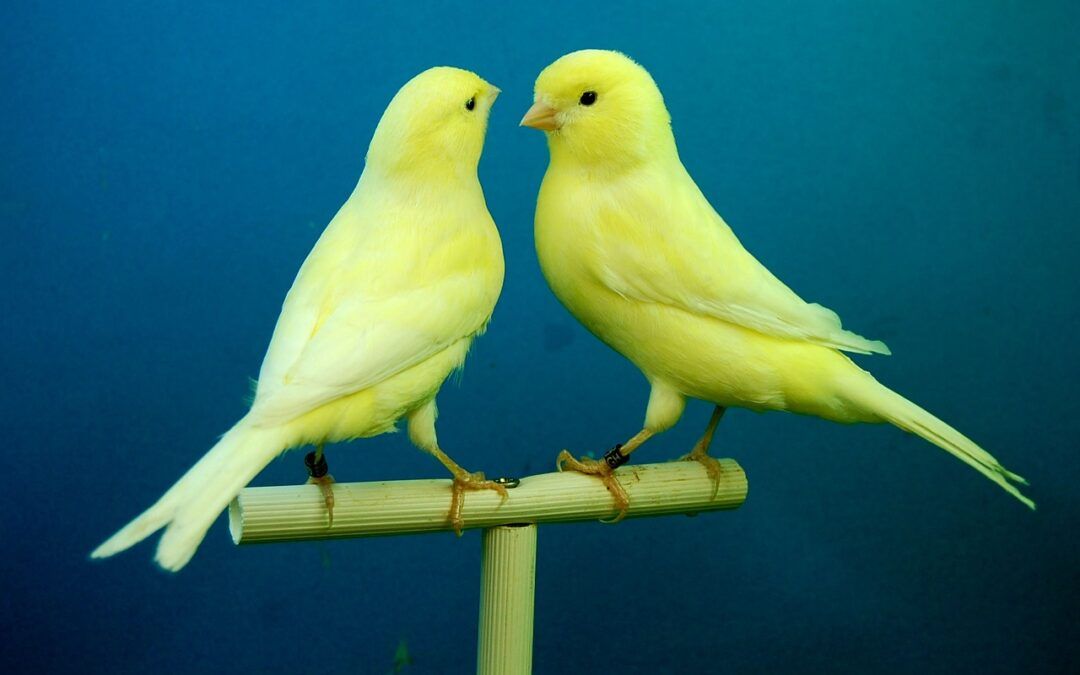 Canarios: Las Mascotas Perfectas para Sentirte Acompañado