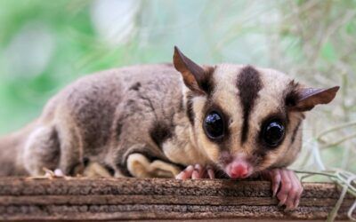 Petauros del Azúcar: Una Mascota Fascinante y Única