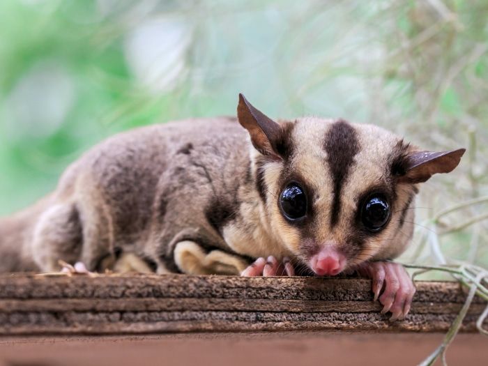 Petauros del Azúcar: Una Mascota Fascinante y Única