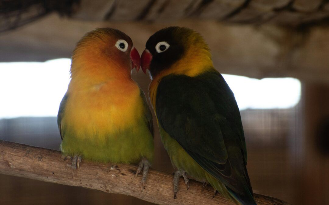 Agapornis