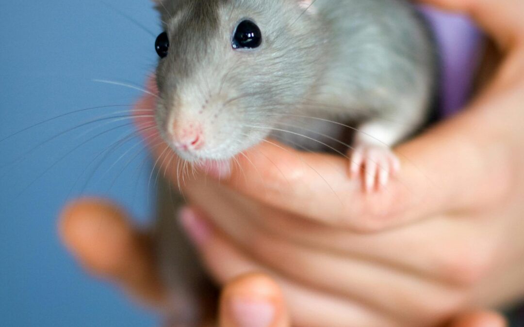 Ratas como mascotas: cuidados, inteligencia y comportamiento