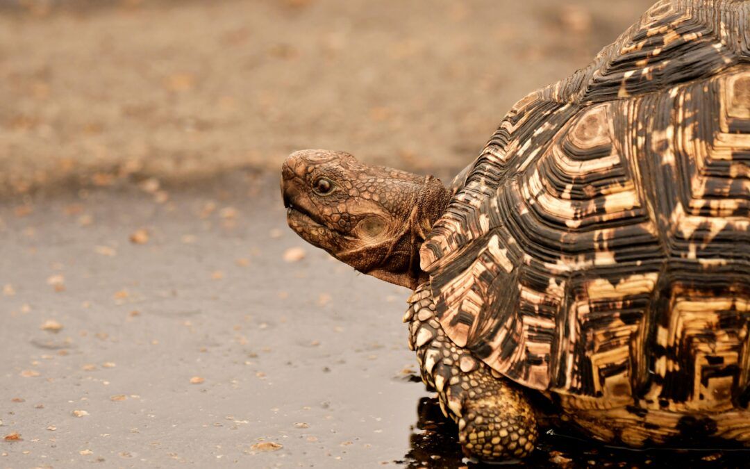 Tortuga leopardo: cuidados, alimentación y terrario