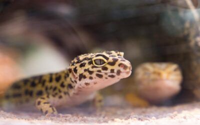 Gecko Leopardo: cuidados, alimentación y terrario