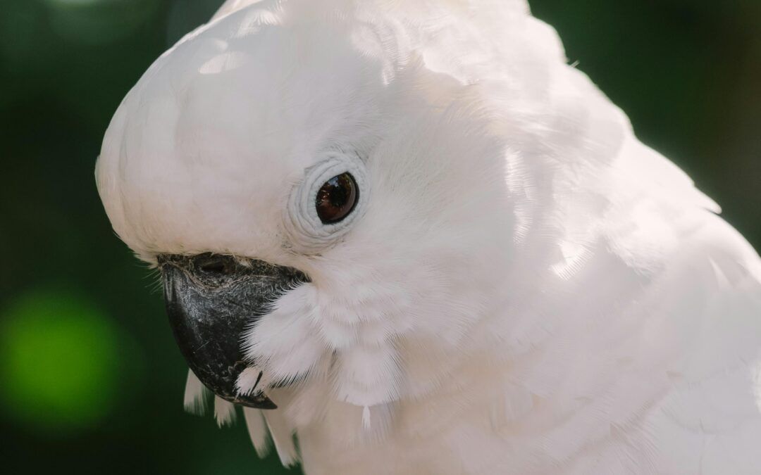 Cacatúa: Tu Amigo Más Inteligente y Colorido