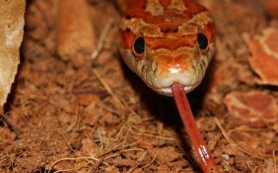 Serpiente del maíz: cuidados, terrario y alimentación
