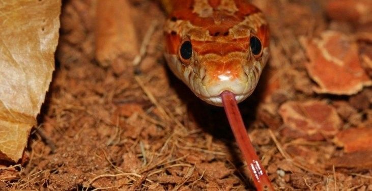 Serpiente del maíz: cuidados, terrario y alimentación