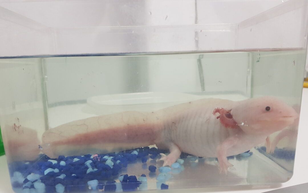 Axolote (Ajolote): cuidados, alimentación, acuario y salud