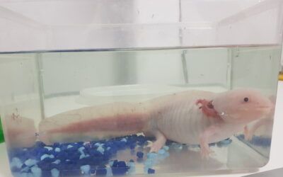 Axolote (Ajolote): cuidados, alimentación, acuario y salud