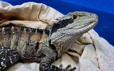 Alimentación de los reptiles: qué comen las iguanas, pogonas y otros lagartos