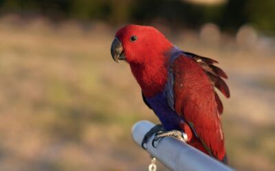 Loro Eclectus (Eclectus roratus): cuidados, alimentación, comportamiento y salud
