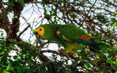 Loros Amazonas: cuidados, alimentación, comportamiento y salud