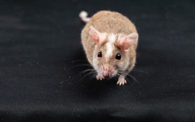 Ratón doméstico (Mus musculus): cuidados, alimentación, alojamiento y salud